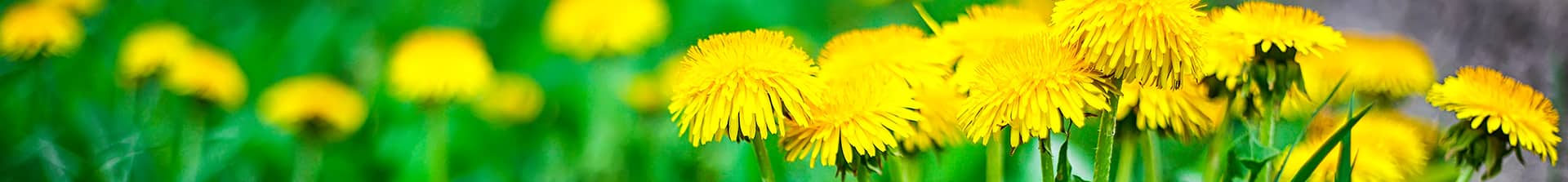 weed control service banner image